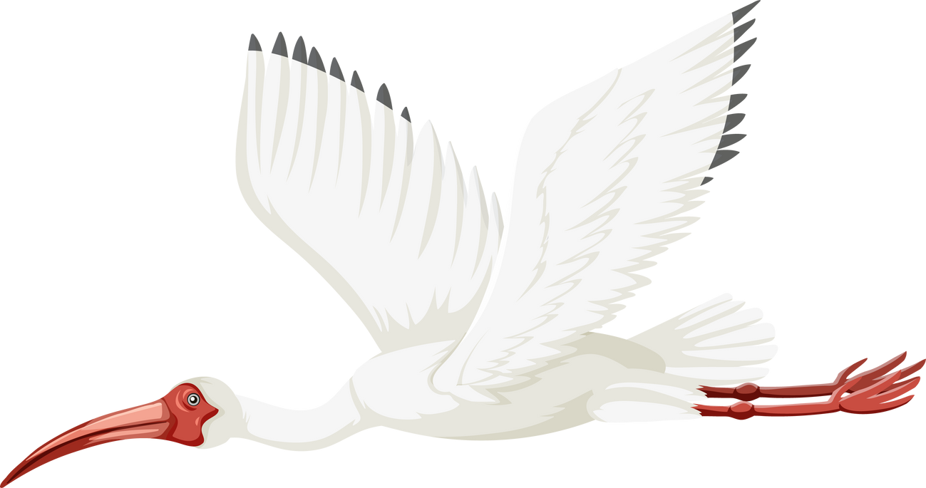 American White Ibis Isolated