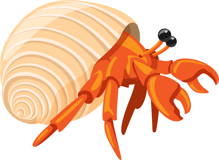 Hermit crabs, marine life on the beach beautiful and strong for decorating your designs.
