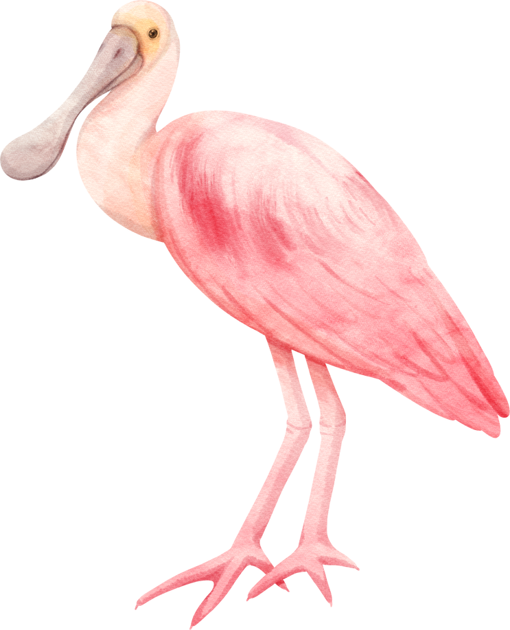 Watercolor roseate spoonbill bird illustration